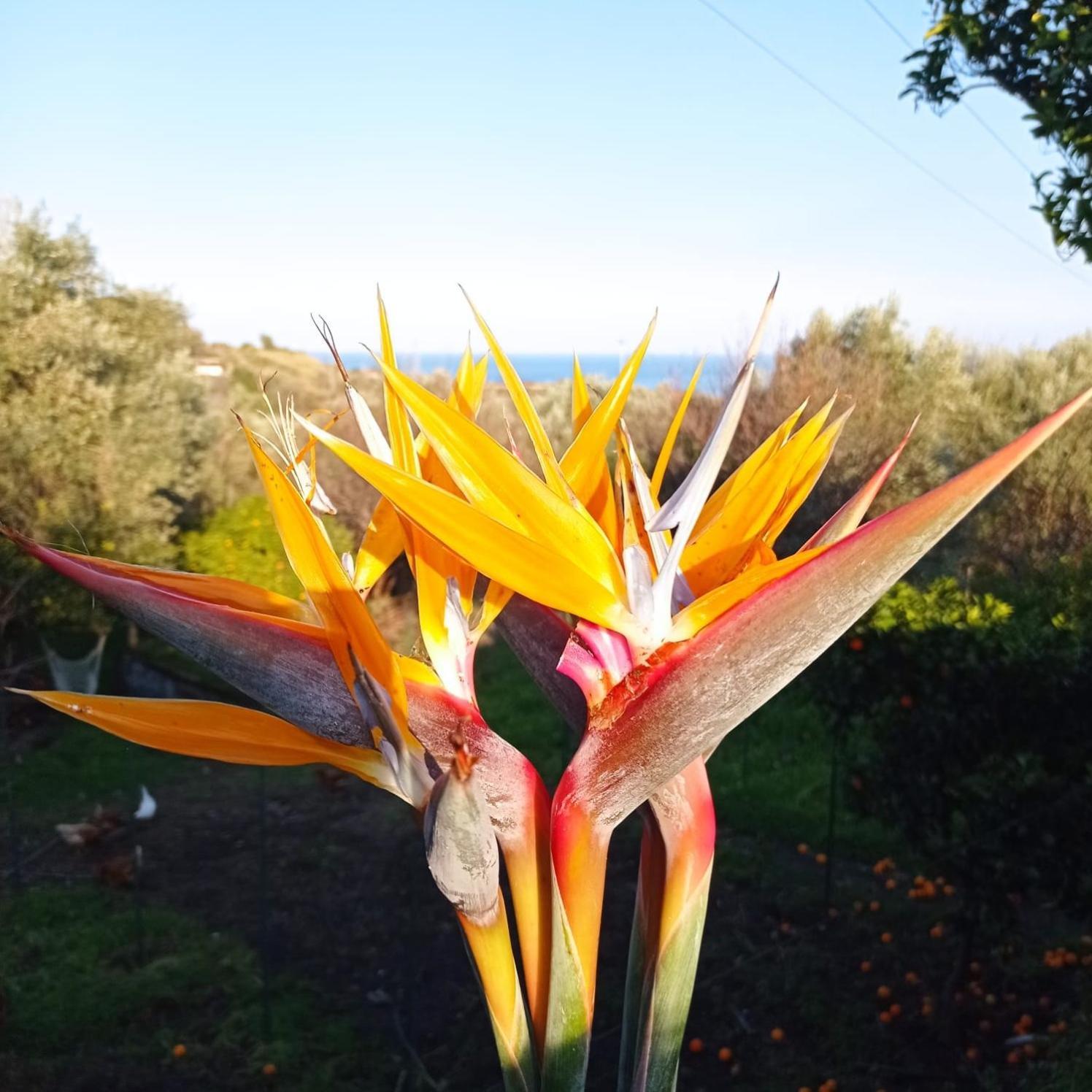 Ai Tre Desideri La Casita Vila Aci Castello Exterior foto